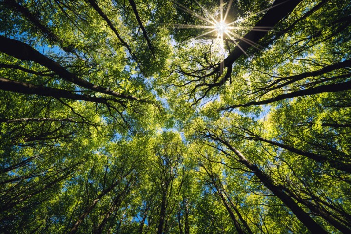 trees above (Small)